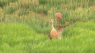 Puddler Spring 2018 Sandhill Cranes [upl. by Noswal]