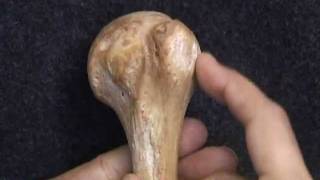 Osteology VivaUpper Limb by Ghanashyam Vaidya [upl. by Fleeta]