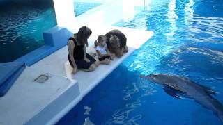 Meeting Winter of A Dolphins Tale at Clearwater Marine Aquarium [upl. by Aryk]