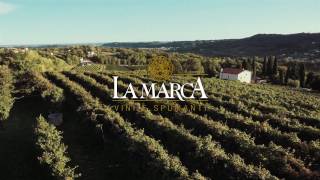 Raccolta e produzione del vino  LA MARCA [upl. by Flora471]