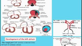 CVS 7 Development of the Interatrial septum [upl. by Lebanna]