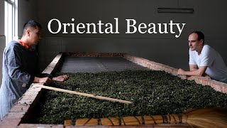 Making oriental beauty in a natural oolong tea plantation [upl. by Enoob338]