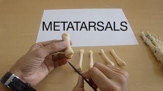 METATARSALS [upl. by Auof]