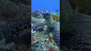 A Hawksbill Turtle Eating shorts [upl. by Aubine192]