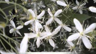 Clematis paniculata Autumn blooming clematis [upl. by Sinclair]