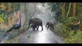 Chilapata Forest Tour  Jungle Safari  Weekend Trip  Buxa Tiger Reserve  Jayanti  North Bengal [upl. by Ycniuqal269]