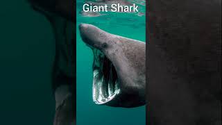 Researchers Capture First Ever Visuals Of Basking Shark the World’s Second Largest Fish Being Hit [upl. by Asoj645]