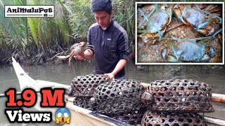 Surigao Traditional Alimango or Mud Crab Trap Called quotPanggalquot Catch amp Cook [upl. by Neibart]