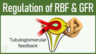 09 Regulation of GFR and RBF Glomerular Filtration Rate and Renal Blood Flow [upl. by Berkin760]