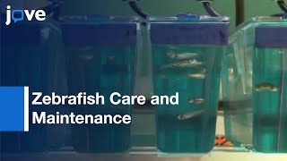 Zebrafish Care and Maintenance in the Laboratory [upl. by Lothar]