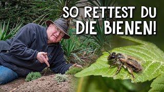 Bienen retten kann jeder 🐝  DIY Nisthilfe für Wildbienen bauen [upl. by Suki]