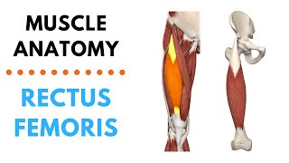 Rectus Femoris  Muscle Anatomy  Joetherapy [upl. by Schriever]