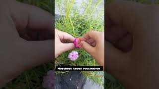 mossrose cross pollination 🤭🤩youtubeshorts trending [upl. by Jordan]