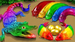 Stop motion asmr cooking  crocodile catfish hunting colorful koi fish [upl. by Sacttler]