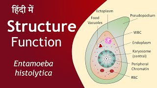 Entamoeba histolytica in Hindi  Structure and Function  Parasitology  Basic Science Series [upl. by Aiak265]