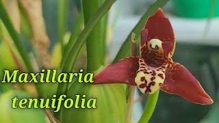 Maxillaria tenuifolia первое домашнее цветение [upl. by Gerstner892]