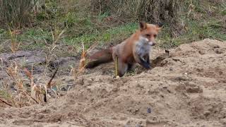 Vos in de biesbosch wildlifevideography wildlife wildanimals fox nederland [upl. by Ahseet]