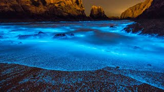 What Is Bioluminescence [upl. by Adarbil]