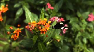 Borboleta voando [upl. by Teufert916]