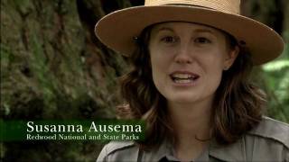 Redwood National Park Ranger Talk [upl. by Robena666]