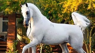 Arabian Horse videos compilation  2  😉😍 2021 Try not to watch it till the end [upl. by Eelan307]