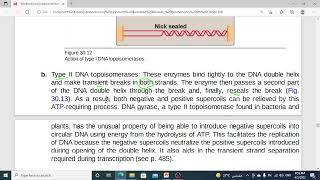 806 DNA structure replication repair prokaryotic DNA replication supercoiling relive 3 [upl. by Analim9]