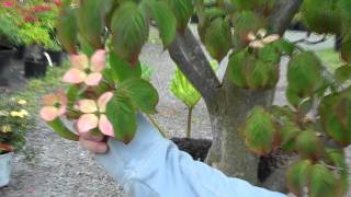 Dogwood Cornus ko Satomi at Northwest Nurseries [upl. by Leopoldeen]