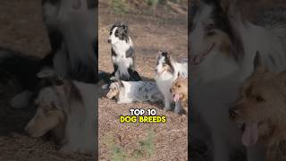 Top 10 Dogs Breeds Part 1 dogshorts puppy dogs yourdog dogbreed [upl. by Rosenstein642]