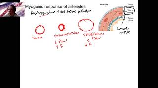 76 arterioles amp myogenic [upl. by Aroda]