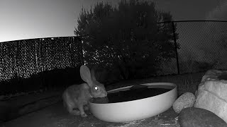 18 Recent Nocturnal Desert Critters Around Our House Tucson Summer 2024 [upl. by Tawney]