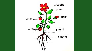 easy parts of a plant drawingdiagram of parts of plantslabelled diagram of parts of plants [upl. by Togram]