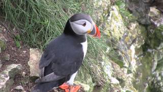 Puffin Bempton Cliffs [upl. by Ziana]