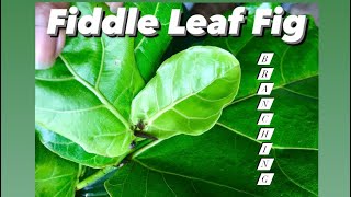 SUCCESSFULLY Notching Pinching amp Propagating My Fiddle Leaf Fig Tree  Ficus Lyrata Update [upl. by Waers]