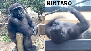 5 yrs old Gorilla Kintaro Chest Beating and Comes to See Visitors [upl. by Sosanna]