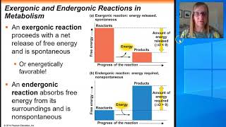 Chapter 8 Endergonic and Exergonic Reactions [upl. by Ikin]