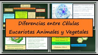 LA CÉLULA Diferencias entre Células Animales y Vegetales La Célula Eucariota Biología [upl. by Nakeber]