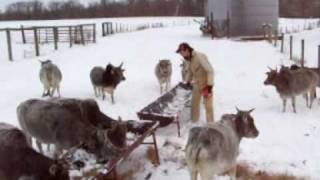 Miniature zebu cattle in the snow [upl. by Mutua537]