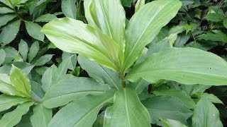 Insulin Plant  Medicinal plant for diabetes treatment [upl. by Torbert]