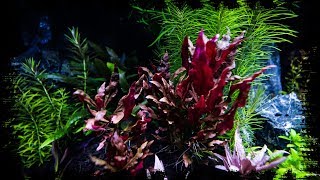 Aquarium Plants Alternanthera Reineckii MINI [upl. by Adnawt566]