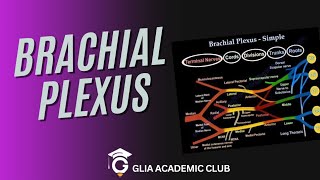 BRACHIAL PLEXUS Part1 [upl. by Zondra690]