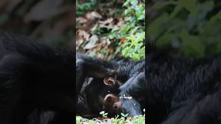 Chimpanzee play after having a breakfast wildlife africa nature animals chimpanzee [upl. by Namlas]