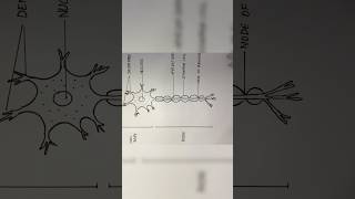 Neuron diagram  how to draw neuron  shorts [upl. by Leola177]