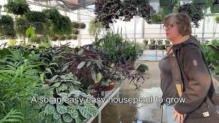 Clean your indoor air with Indoor plants from Dills Greenhouse [upl. by Enra425]