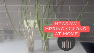 How to Regrow Spring Onions at Home in Water [upl. by Sillek79]