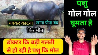 पशु गोलगोल घूमता है  Listeriosis in cattle  Circling disease  tripanosomosis disease  surra [upl. by Devlin853]