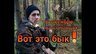 В октябре на солонцах  вот это бык [upl. by Dowdell]