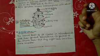 Larval forms of Echinodermata notes  Bsc [upl. by Gentry122]