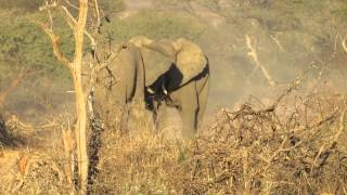 Elephants At Play at Marataba Safari Lodge [upl. by Martelli]