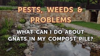 What Can I Do About Gnats in My Compost Pile [upl. by Thorvald]