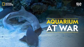 Aquarium at War  Fish Tank Kings  हिन्दी  Full Episode  S1  E1  National Geographic [upl. by Ener892]